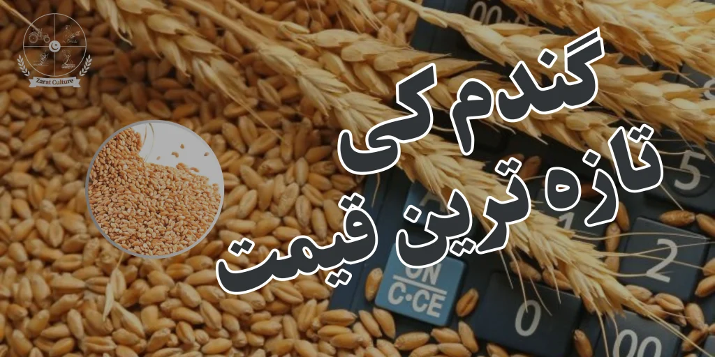 Wheat Price in Pakistan - zaratculture.com