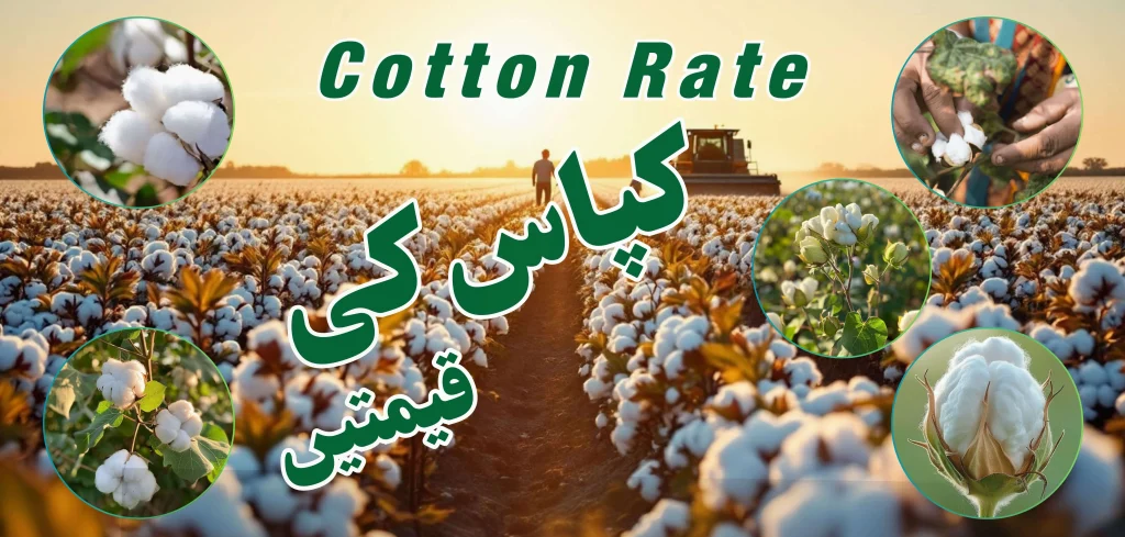 Cotton Rate