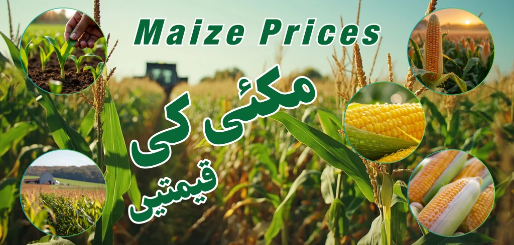 Maize Rate