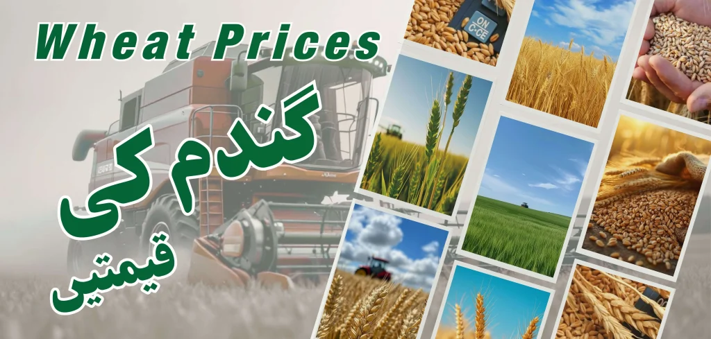 Wheat Price