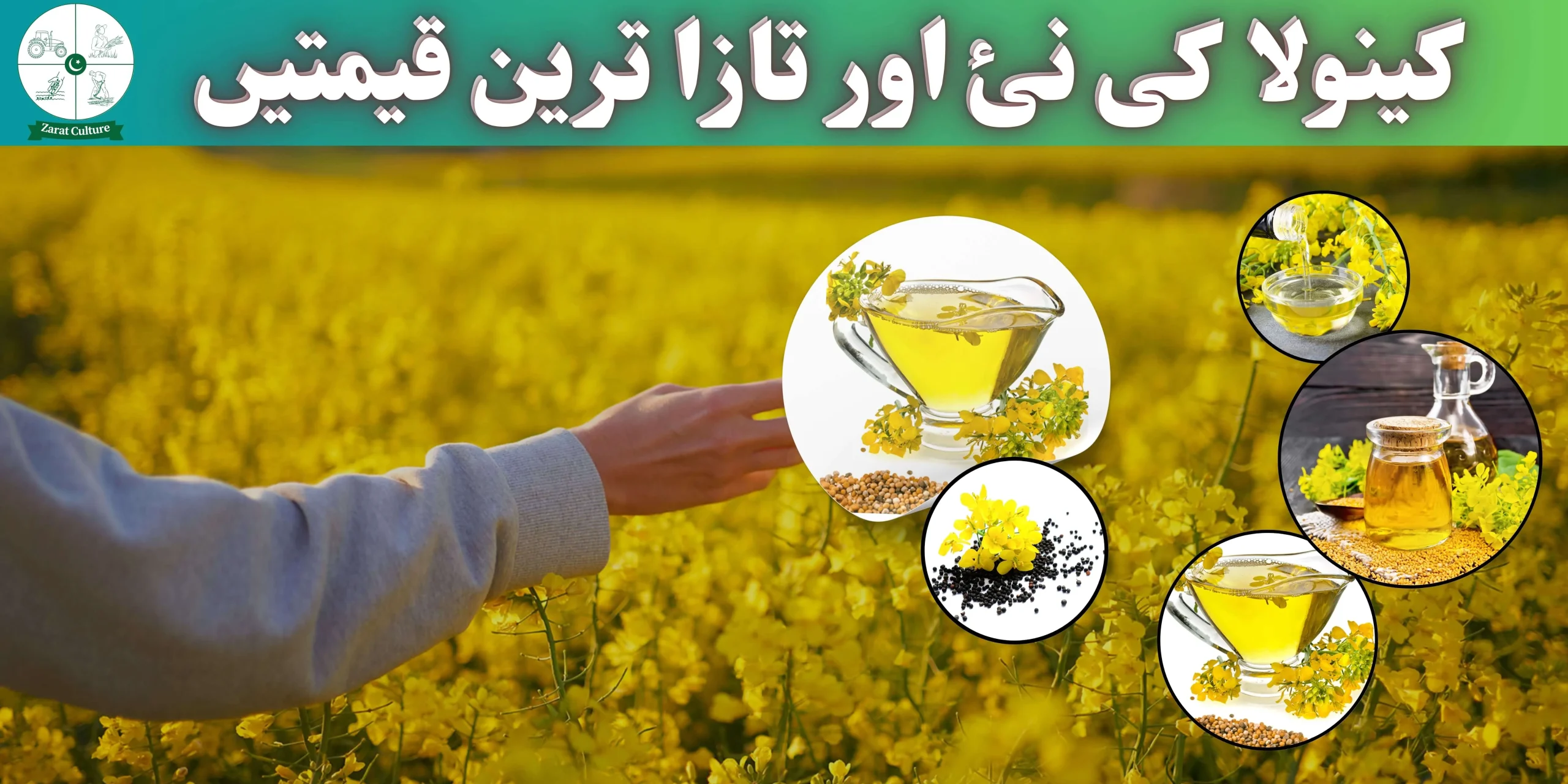 Canola Price in Pakistan