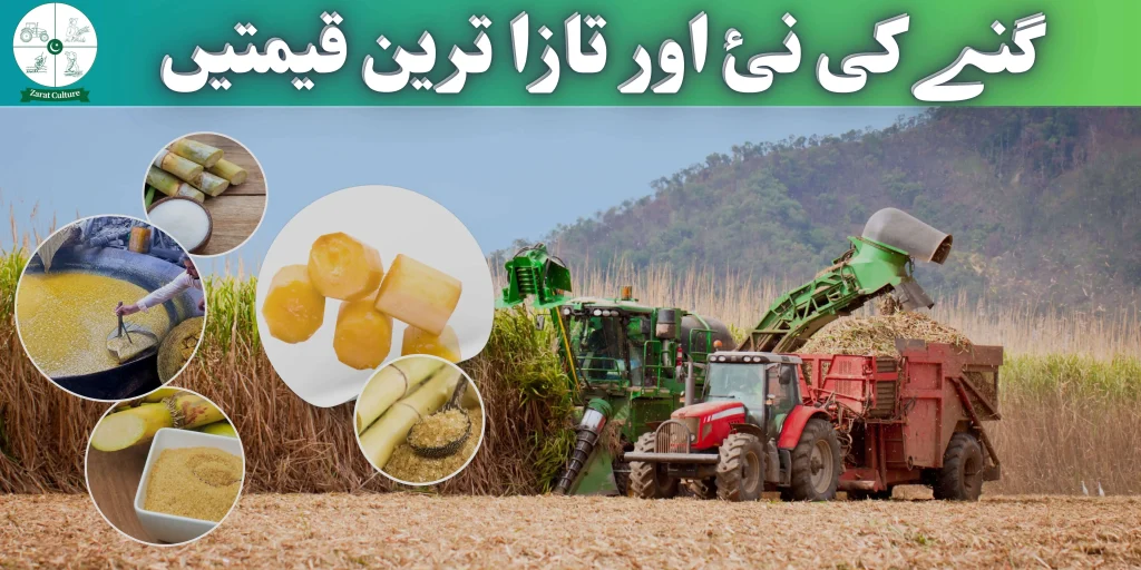 Sugarcane Price Today